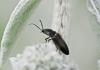Hemicrepidius sp.